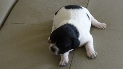 Les chiots de Epagneul Breton