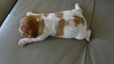 Les chiots de Epagneul Breton