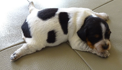 Les chiots de Epagneul Breton