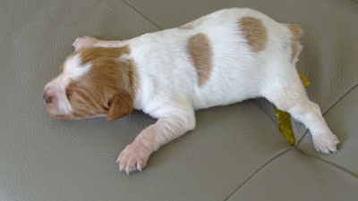 Les chiots de Epagneul Breton