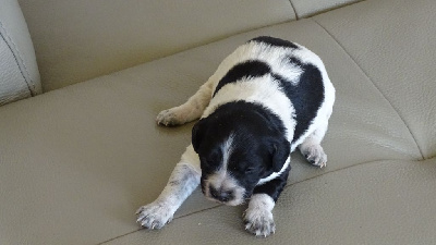 Les chiots de Epagneul Breton