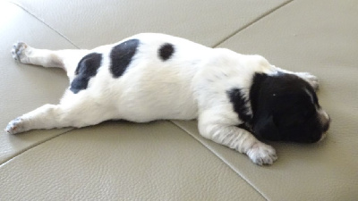 Les chiots de Epagneul Breton