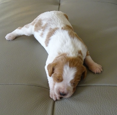 Les chiots de Epagneul Breton