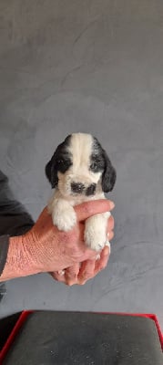 Les chiots de Cocker Spaniel Anglais