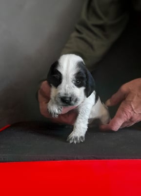 Les chiots de Cocker Spaniel Anglais