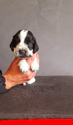 Les chiots de Cocker Spaniel Anglais