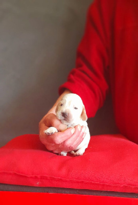 Les chiots de Cocker Spaniel Anglais