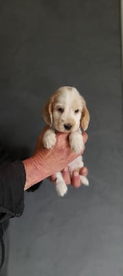 Les chiots de Cocker Spaniel Anglais