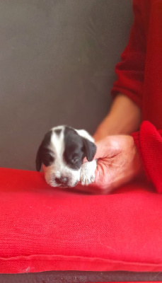 Les chiots de Cocker Spaniel Anglais