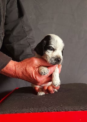 Les chiots de Cocker Spaniel Anglais