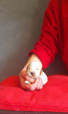 Les chiots de Cocker Spaniel Anglais