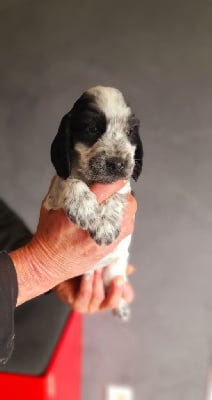 Les chiots de Cocker Spaniel Anglais