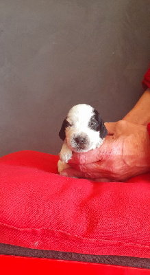 Les chiots de Cocker Spaniel Anglais