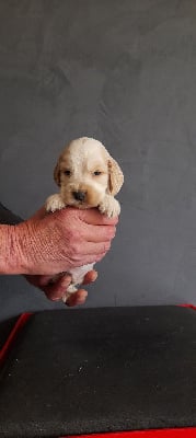 Les chiots de Cocker Spaniel Anglais