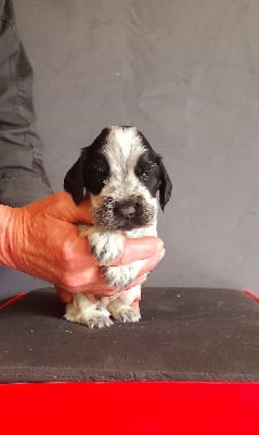 Les chiots de Cocker Spaniel Anglais