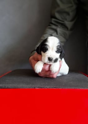 Les chiots de Cocker Spaniel Anglais