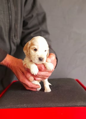 Les chiots de Cocker Spaniel Anglais