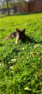 Les chiots de Berger Allemand