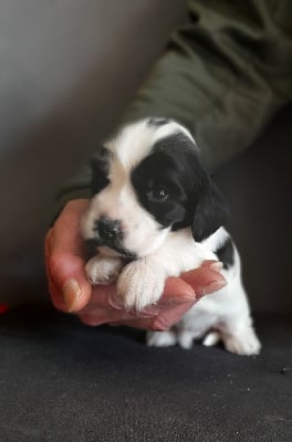 Les chiots de Cocker Spaniel Anglais