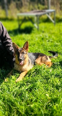 Les chiots de Berger Allemand