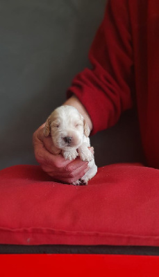 Les chiots de Cocker Spaniel Anglais