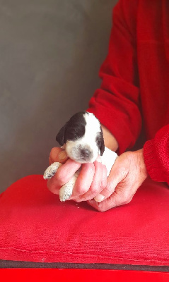 Les chiots de Cocker Spaniel Anglais