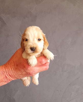 Les chiots de Cocker Spaniel Anglais