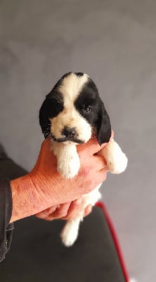 Les chiots de Cocker Spaniel Anglais