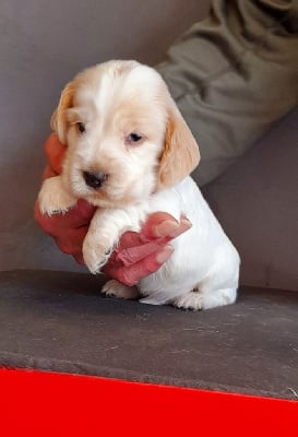 Les chiots de Cocker Spaniel Anglais