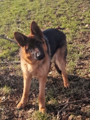 Les chiots de Berger Allemand