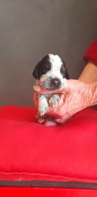 Les chiots de Cocker Spaniel Anglais