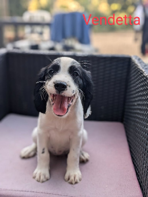 Les chiots de English Springer Spaniel