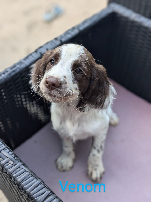 Les chiots de English Springer Spaniel