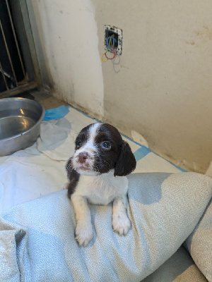 Les chiots de English Springer Spaniel