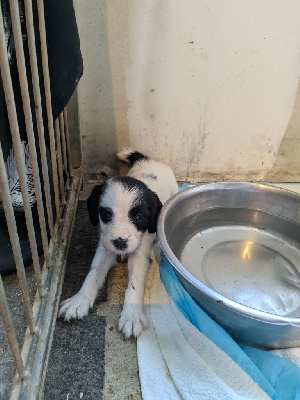 Les chiots de English Springer Spaniel