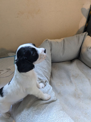 Les chiots de English Springer Spaniel