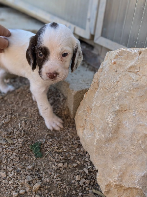 Les chiots de English Springer Spaniel