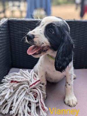 Les chiots de English Springer Spaniel