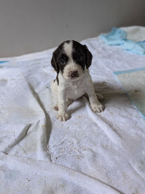 Les chiots de English Springer Spaniel