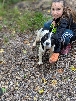 Van-Gogh - English Springer Spaniel