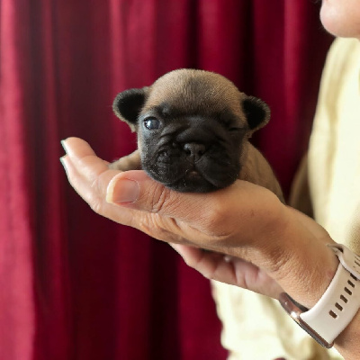 Les chiots de Bouledogue français