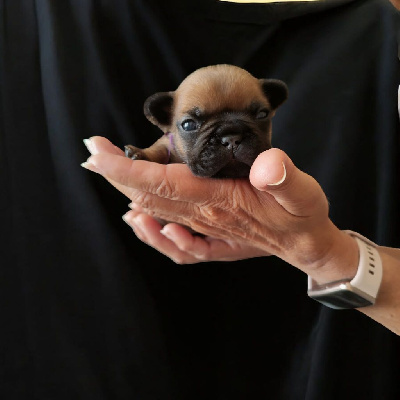 Les chiots de Bouledogue français