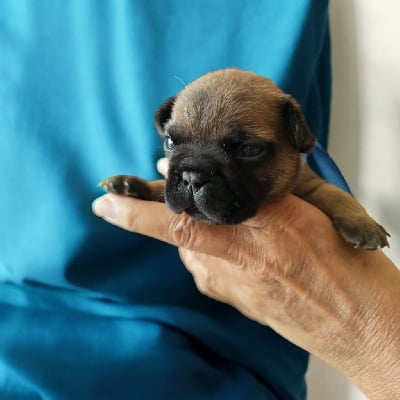 Les chiots de Bouledogue français