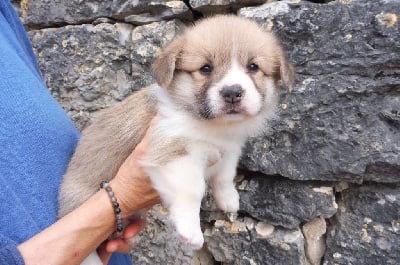 Les chiots de Welsh Corgi Pembroke