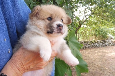 Les chiots de Welsh Corgi Pembroke