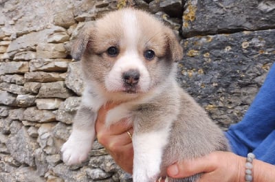 Les chiots de Welsh Corgi Pembroke