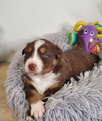 Les chiots de Berger Australien