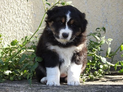 Les chiots de Berger Australien