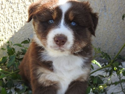 Les chiots de Berger Australien