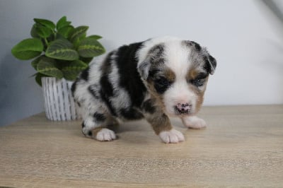 Les chiots de Berger Australien